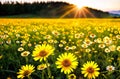 Sunflowers, Skies, and Meadow Melodies