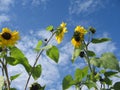 Sunflowers on the sky