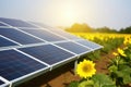 Sunflowers and Solar Panel Field Royalty Free Stock Photo
