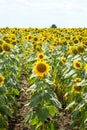 Sunflowers, southern Bulgaria Royalty Free Stock Photo