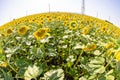 Sunflowers in southern, Bulgaria Royalty Free Stock Photo