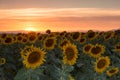 Sunflowers in spring Royalty Free Stock Photo