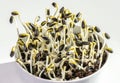 Sunflowers sprouting in a white bowl Royalty Free Stock Photo