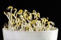 Sunflowers sprouting in a white bowl on black background Royalty Free Stock Photo