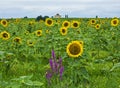 Sunflowers, St-Estephe, France Royalty Free Stock Photo