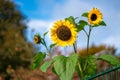 3 sunflowers standing behind a green fence in front of a blue sky Royalty Free Stock Photo