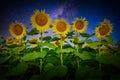 Sunflowers, Stars, Night, Milky Way, Nature