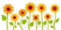 Sunflowers stems and leaves. Decorative garden flowers, whole plants and yellow petals, autumn harvest, organic product