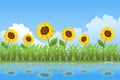 Sunflowers summer day background Royalty Free Stock Photo