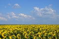 Sunflowers Summer Field Royalty Free Stock Photo