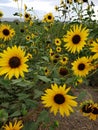 Sunflowers summer plants