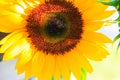 Sunflowers in the sun at farmer's market. Royalty Free Stock Photo