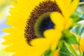 Sunflowers in the sun at farmer's market. Royalty Free Stock Photo