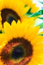 Sunflowers in the sun at farmer's market. Royalty Free Stock Photo