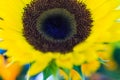 Sunflowers in the sun at farmer's market. Royalty Free Stock Photo
