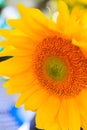 Sunflowers in the sun at farmer's market. Royalty Free Stock Photo