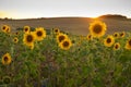 Sunflowers with sun setting in background. Royalty Free Stock Photo