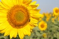 Sunflowers on the sunflower field under blue sky. Bees on the flowers Royalty Free Stock Photo