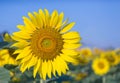 Sunflowers,Sunflowers blooming against a bright sky Royalty Free Stock Photo