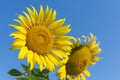 Sunflowers,Sunflowers blooming against a bright sky Royalty Free Stock Photo