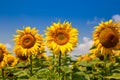 Sunflowers on a sunny day. Beautiful sunflower field. landscape of Ukraine Royalty Free Stock Photo