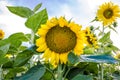 Sunflowers on a sunny day