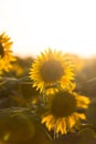 Sunflowers on the sunset. Colourful nature background