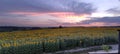 Sunflowers, sunset in a field of sunflowers, beautiful weather Royalty Free Stock Photo