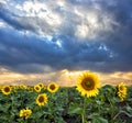 Sunflowers at Sunset in the Field Royalty Free Stock Photo