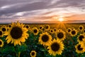 Sunflowers at Sunset Royalty Free Stock Photo