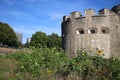 Sunflowers, Superbloom in Tower of London moat