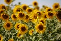 Sunflowers swaying in the wind close to