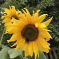 Sunflowers are a symbol of Kyiv and Ukraine - GOLD Royalty Free Stock Photo