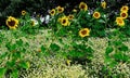 Sunflowers the symbol of summer
