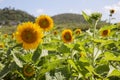 Sunflowers symbolize adoration, loyalty and longevity