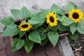 Sunflowers Royalty Free Stock Photo