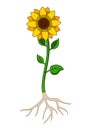 Sunflowers tree with root system Royalty Free Stock Photo