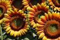 Sunflowers turning their faces to the rising sun