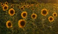 Sunflowers in Tuscany.