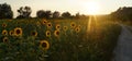 Sunflowers in Tuscany. Royalty Free Stock Photo