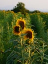 Sunflowers in Tuscany. Royalty Free Stock Photo