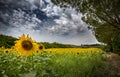 Sunflowers of Tuscany Royalty Free Stock Photo