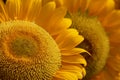 Sunflowers Royalty Free Stock Photo