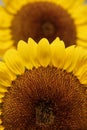 Sunflowers Royalty Free Stock Photo