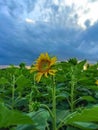 Sunflowers Under Blue Sky With Clouds Royalty Free Stock Photo