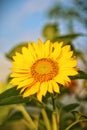 sunflowers under the Guntur mountains Royalty Free Stock Photo