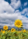 Sunflowers under the sky Royalty Free Stock Photo