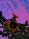 Sunflowers under the sky Royalty Free Stock Photo