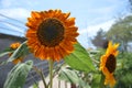 Sunflowers under the sun