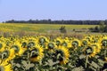 sunflowers with unfolded plant buds facing the sun Royalty Free Stock Photo